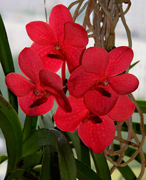 элитная орхидея - Ascda.John de Biase 'Red Wonder'
